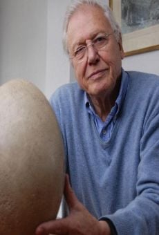 Película: Attenborough y el huevo gigante