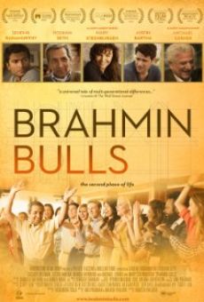 Brahmin Bulls