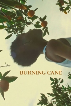 Película: Burning Cane