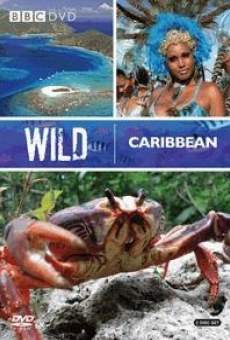 Wild Caribbean on-line gratuito
