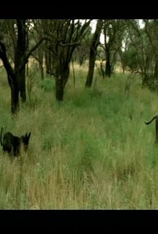 Película: Correspondencia: Lisandro Alonso - Carta para Serra