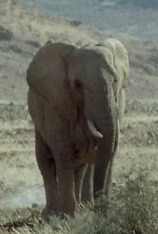 Elephant Nomads of the Namib Desert online free