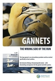 Gannets: The Wrong Side of the Run on-line gratuito