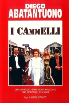 I cammelli online streaming