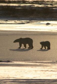 Película: Ice Bear