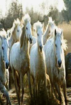 Le songe de chevaux sauvages Online Free