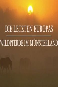 Die letzten Europas Wildpferde im Münsterland (Europe's Last Wild Horses) online streaming