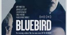 Bluebird streaming