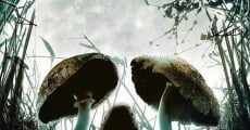 Shrooms - Im Rausch des Todes