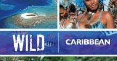 Wild Caribbean streaming