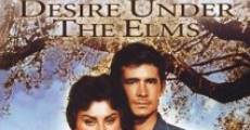 Desire Under the Elms film complet