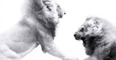 Filme completo Brothers in Blood: The Lions of Sabi Sand