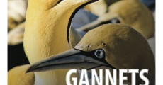 Gannets: The Wrong Side of the Run