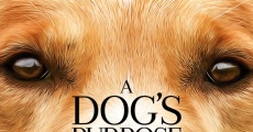 Filme completo Quatro Vidas de um Cachorro