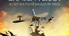 Les routes secrètes des oiseaux migrateurs streaming