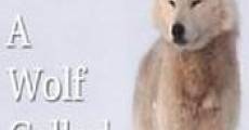 A Wolf Called Storm (The Natural World) (2012)