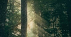 Leave No Trace streaming