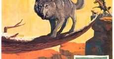 Lobo, der Wolf