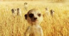 The Meerkats film complet