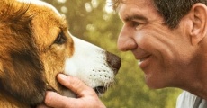 A Dog's Journey film complet