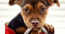 A Dog's Way Home film complet