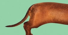 Filme completo Wiener-Dog - Uma Vida de Cão