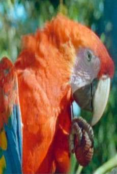 Papageien - Botschafter des Regenwaldes