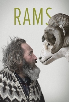 Película: Rams (El valle de los carneros)