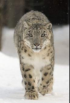 Película: The Descendant of the Snow Leopard