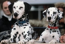 Escena de 102 Dálmatas