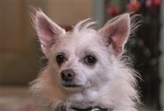 Escena de The Three Dogateers