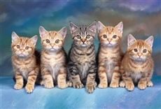 Escena de ABC felino