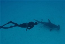 Serie Academia de tiburones con Michael Phelps