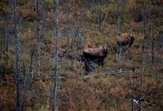 Escena de Alaska salvaje