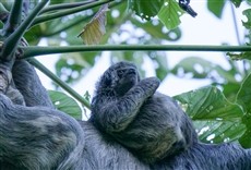 Escena de América do Sul: animais extraordinários