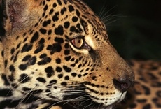 Escena de América indomable