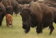 Escena de América salvaje