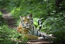 Escena de Amur, el Amazonas de Asia