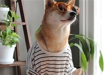 Escena de Animaladas