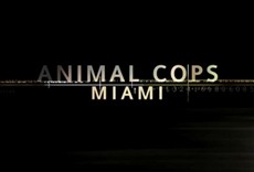 Serie Animales en riesgo: Miami