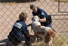 Escena de Animales en riesgo: Phoenix