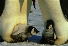 Escena de Animales que se portan mal