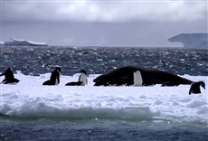 Escena de Antártida Argentina. Desafío polar