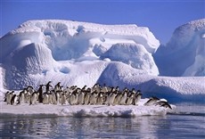 Serie Antártida el continente blanco