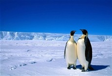 Escena de Antártida el continente blanco