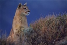 Escena de Argentina salvaje