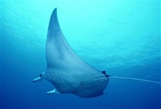 Escena de Asesinos del mar