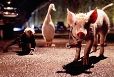 Escena de Babe II, un chanchito en la ciudad
