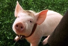 Escena de Babe, el cerdito valiente