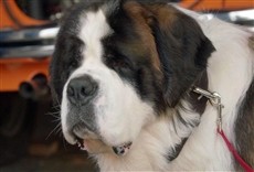 Escena de Beethoven: La búsqueda del tesoro